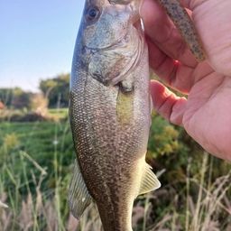 ラージマウスバス