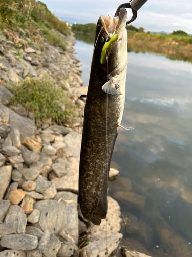 ナマズの釣果