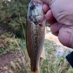 ラージマウスバス