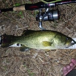 ラージマウスバス