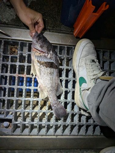 クロソイの釣果