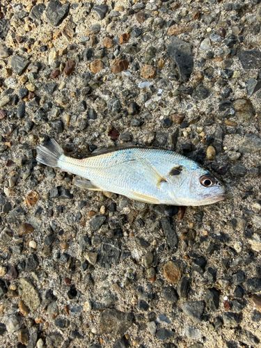 東京ゲートブリッジ付近