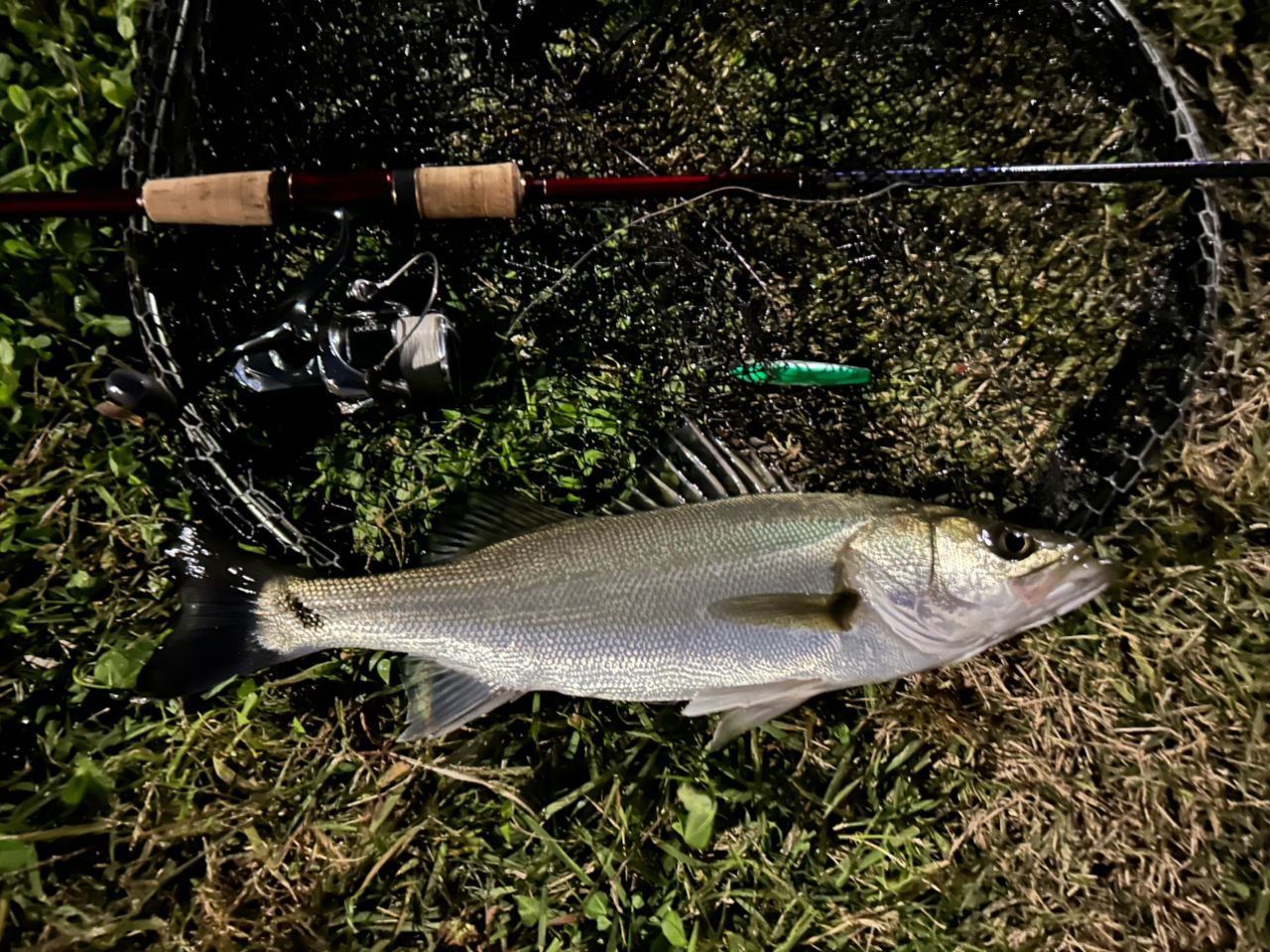 SHIMANO 18ワールドシャウラ 2832RS-2の最安値・インプレ・釣果 | 本音