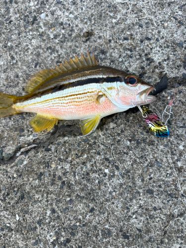 フエフキダイの釣果