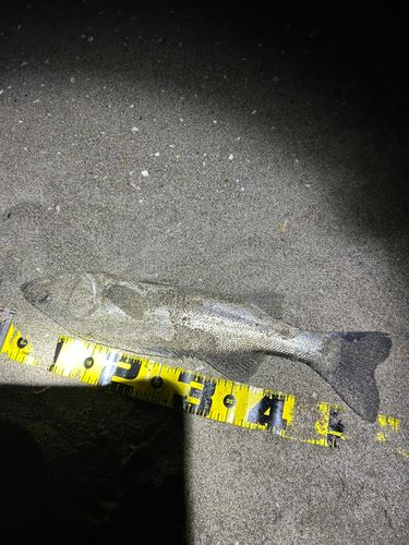 フッコ（マルスズキ）の釣果