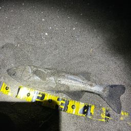 フッコ（マルスズキ）