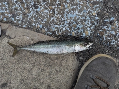 ゴマサバの釣果