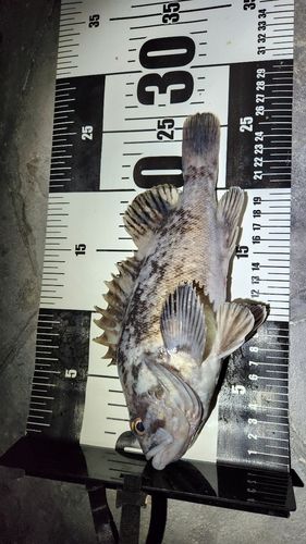 クロソイの釣果