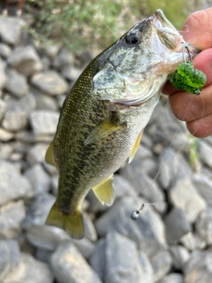 ラージマウスバスの釣果