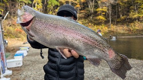 ニジマスの釣果