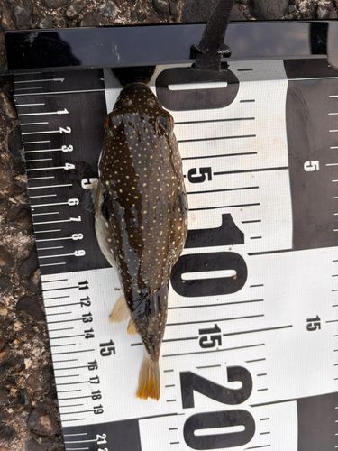 クサフグの釣果