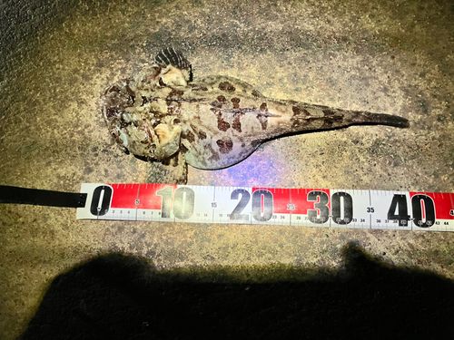 トウベツカジカの釣果