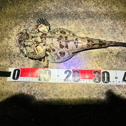 トウベツカジカ