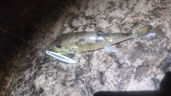 シロサバフグの釣果