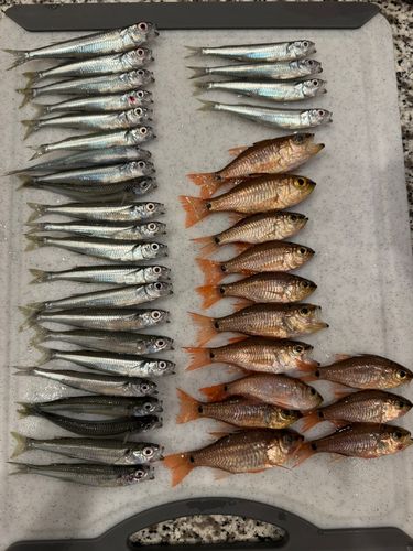 ウルメイワシの釣果