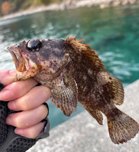 ムラソイの釣果