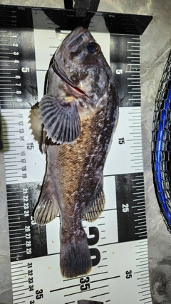 クロソイの釣果