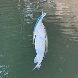 ラージマウスバス