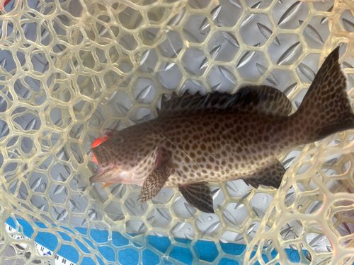 オオモンハタの釣果