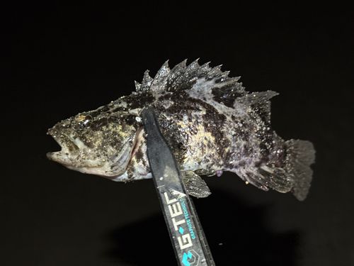 タケノコメバルの釣果