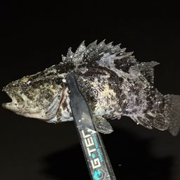 タケノコメバル