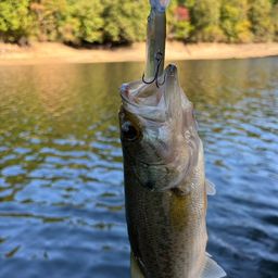 ラージマウスバス