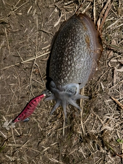 シリヤケイカの釣果