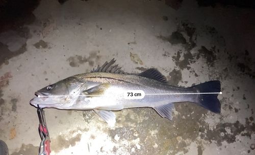 シーバスの釣果