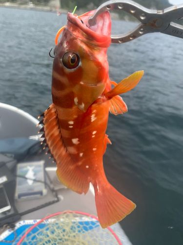 アカハタの釣果