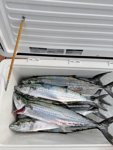 サゴシの釣果