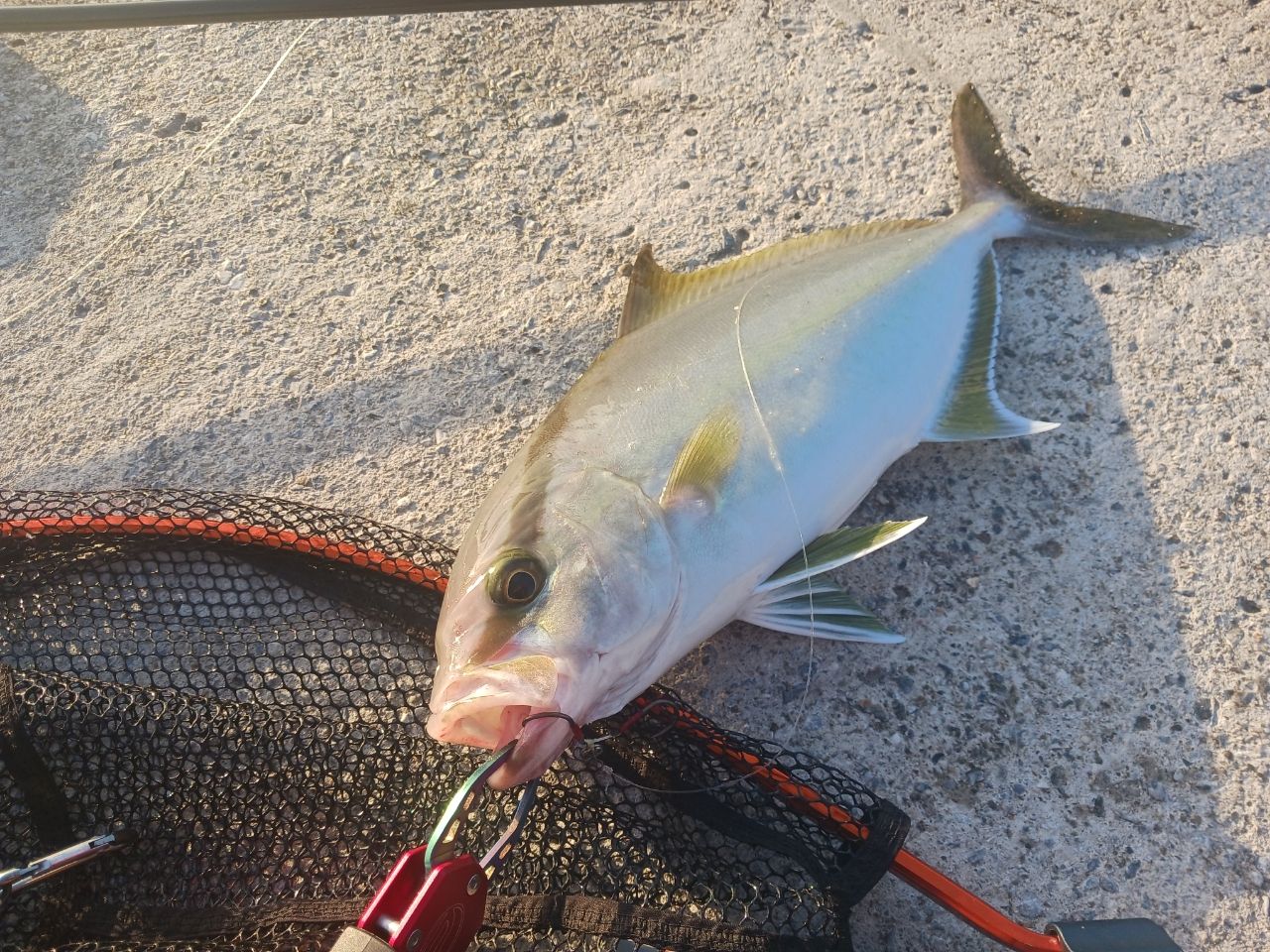 ヒレナガカンパチ