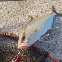 ヒレナガカンパチ