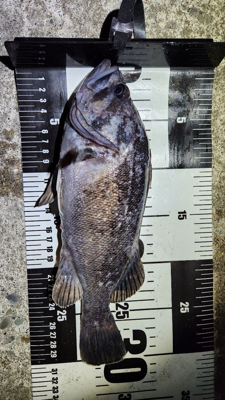 AbuGarcia エラディケーター ロックスイーパー ERSS-77MHFの最安値