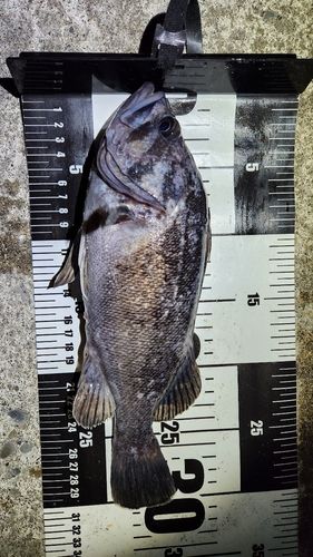 クロソイの釣果