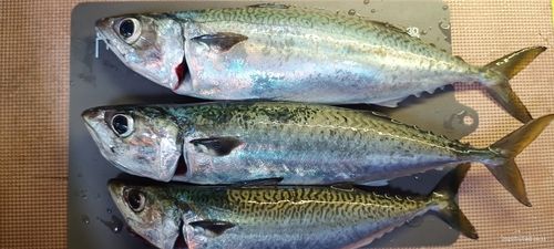 サバの釣果