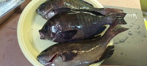 クチブトグレの釣果