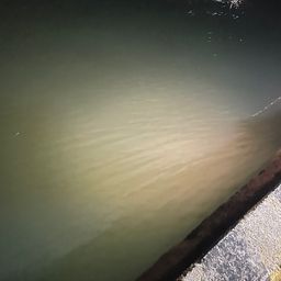 セイゴ（マルスズキ）