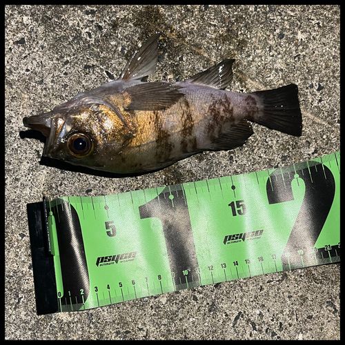 新舞子マリンパーク