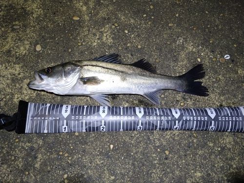 フッコ（マルスズキ）の釣果