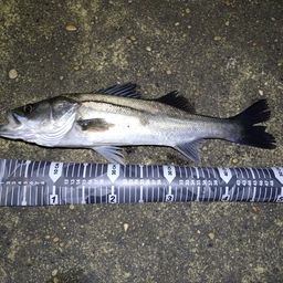 フッコ（マルスズキ）