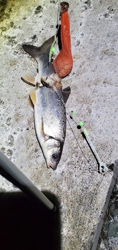 ウグイの釣果