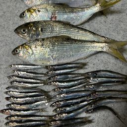 カタクチイワシ