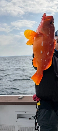 アコウの釣果