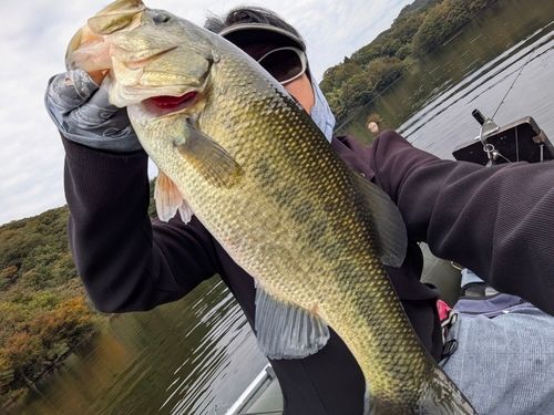 ブラックバスの釣果