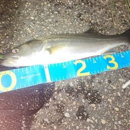 フッコ（マルスズキ）