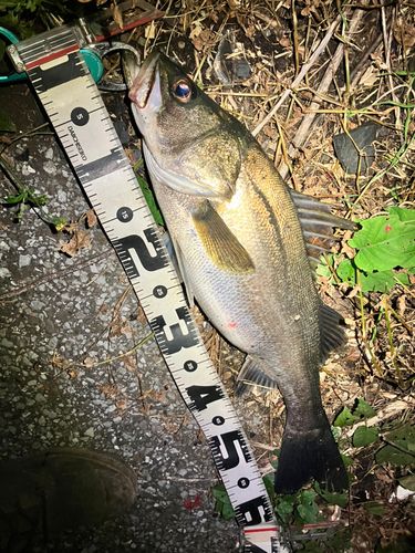 シーバスの釣果