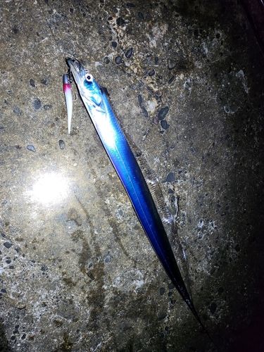 タチウオの釣果