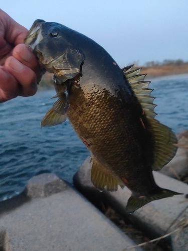 スモールマウスバスの釣果