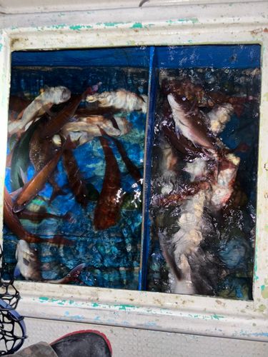 長浜新港（伊予）