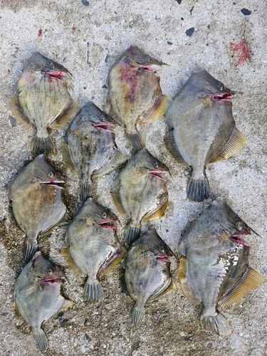 カワハギの釣果